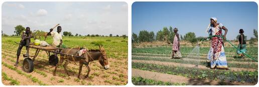 Senegal Agriculture